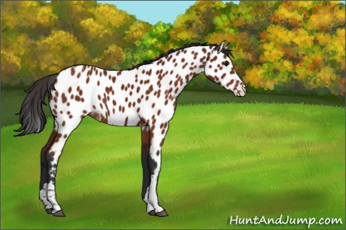 Horse Color:Brown Appaloosa 