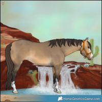 Horse Color:Buckskin Dun 