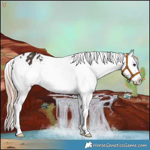 Horse Color:Liver Chestnut Splash Appaloosa 