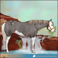Horse Color:Liver Chestnut Splash Appaloosa 