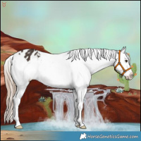 Horse Color:Liver Chestnut Splash Appaloosa 