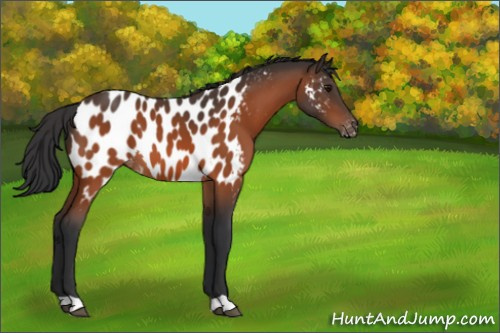 Horse Color:Bay Appaloosa 