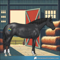 Horse Color:Black 