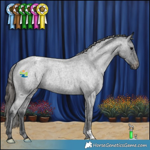 Horse Color:Blue Roan Appaloosa 