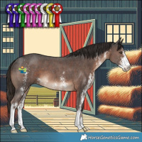 Horse Color:Liver Chestnut Sabino