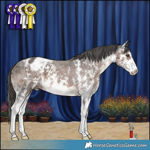 Horse Color:Liver Chestnut Sabino Appaloosa 