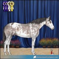 Horse Color:Liver Chestnut Sabino Appaloosa