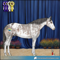 Horse Color:Liver Chestnut Sabino Appaloosa 