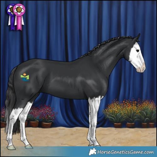 Horse Color:Black Splash 