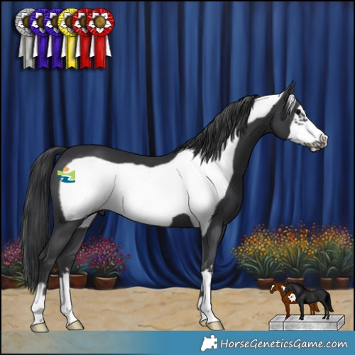 Horse Color:Black Frame 