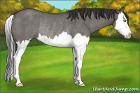 Horse Color:Grullo Roan Splash Rabicano