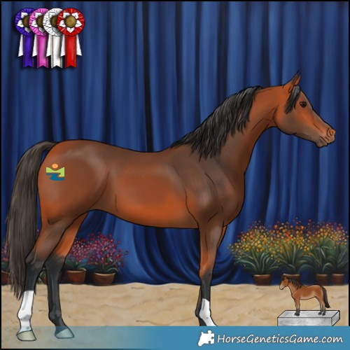 Horse Color:Bay 