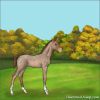 Horse Color:Red Roan Appaloosa 