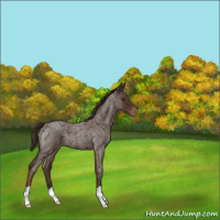 Horse Color:Liver Red Roan Appaloosa