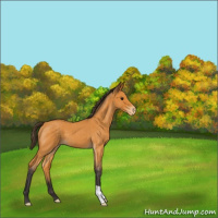 Horse Color:Buckskin Roan Appaloosa 