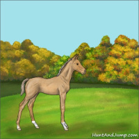 Horse Color:Palomino Roan 