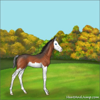 Horse Color:Bay Roan Splash Varnish 
