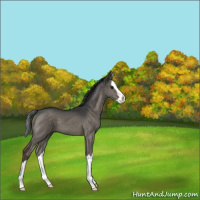 Horse Color:Brown Dun Splash 
