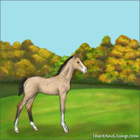 Horse Color:Buckskin Roan Dun Sabino 