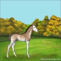 Horse Color:Red Dun Onyx Sabino Splash 