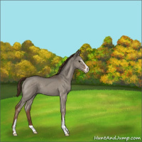 Horse Color:Liver Red Dun Roan Sabino 