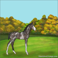 Horse Color:White Spotted Brown 