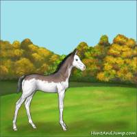 Horse Color:Bay Roan Splash 