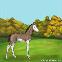 Horse Color:Liver Red Dun Sabino Splash Appaloosa 
