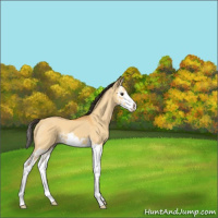 Horse Color:Buckskin Dun Splash 