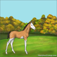 Horse Color:Buckskin Splash 