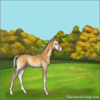 Horse Color:Palomino Onyx 