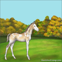 Horse Color:White Spotted Palomino Onyx Splash Appaloosa 