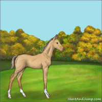 Horse Color:Palomino Dun 