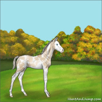 Horse Color:White Spotted Chocolate Palomino Pearl Dun Splash 