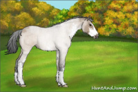 Horse Color:Brown Roan Dun Sabino 