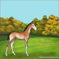 Horse Color:Bay Roan Onyx Sabino Appaloosa
