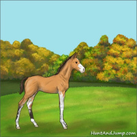 Horse Color:Buckskin Sabino Varnish 