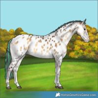 Horse Color:Painted White Spotted Chocolate Buckskin Onyx Near Leopard 