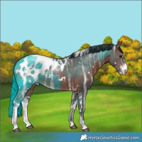 Horse Color:White Spotted Bay Ice Sabino Appaloosa Rabicano