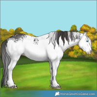 Horse Color:White Spotted Black Splash 
