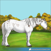 Horse Color:White Spotted Liver Red Dun Mushroom Sabino Splash Rabicano