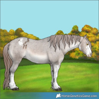 Horse Color:White Spotted Brown Dun Mushroom Appaloosa 