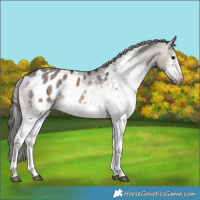 Horse Color:White Spotted Brown Dun Mushroom Appaloosa 