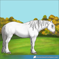 Horse Color:White Spotted Liver Chestnut Frame 