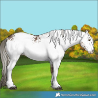 Horse Color:White Spotted Liver Red Dun Mushroom Rabicano 