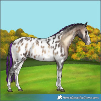 Horse Color:Painted Brown Onyx Sabino Appaloosa 