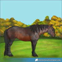 Horse Color:Brown 