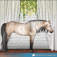 Horse Color:Bay Dun  and Gray Bay Dun 