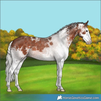 Horse Color:White Spotted Silver Brown Sabino 