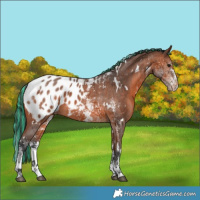 Horse Color:Painted White Spotted Bay Sabino Appaloosa 